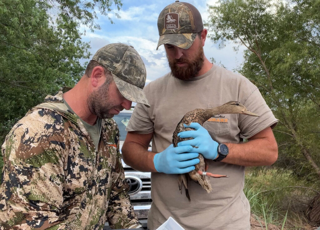 Eric Lance studies the mexican duck.
